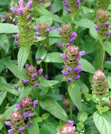 Prunella vulgaris seed